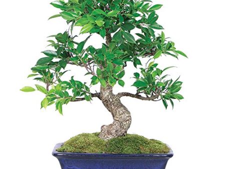 Brussel s Bonsai CT3004GGF Indoor Bonsai, Large, Golden Gate Ficus For Discount